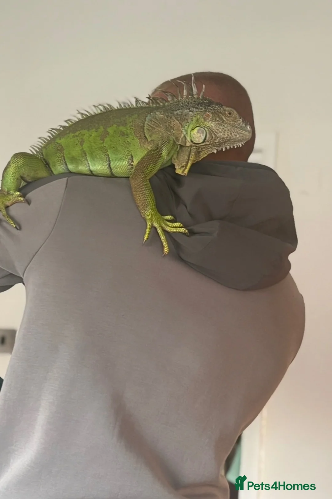 Iguana reptiles for sale: Male iguana  in Hull - Advert 1