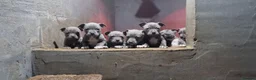 Staffordshire Bull Terrier dogs for sale: classical blue staffys - Advert 3