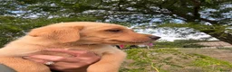 Labrador Retriever dogs for sale: 🖤🧡Fabulous Puppies Looking for a 5⭐️ home  - Advert 17