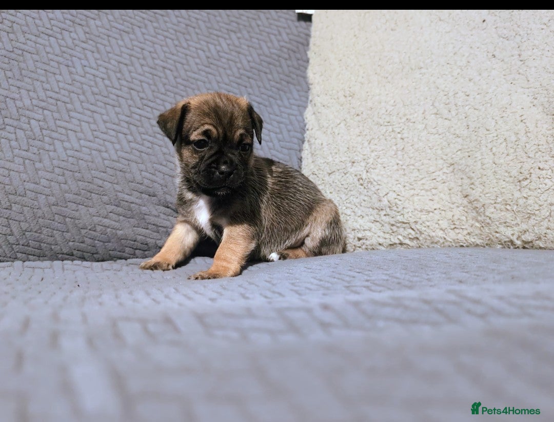 Jug dogs Last female jug puppy looking for her forever home - Advert 1