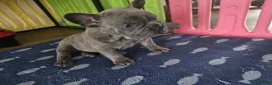 French Bulldog Puppy 1