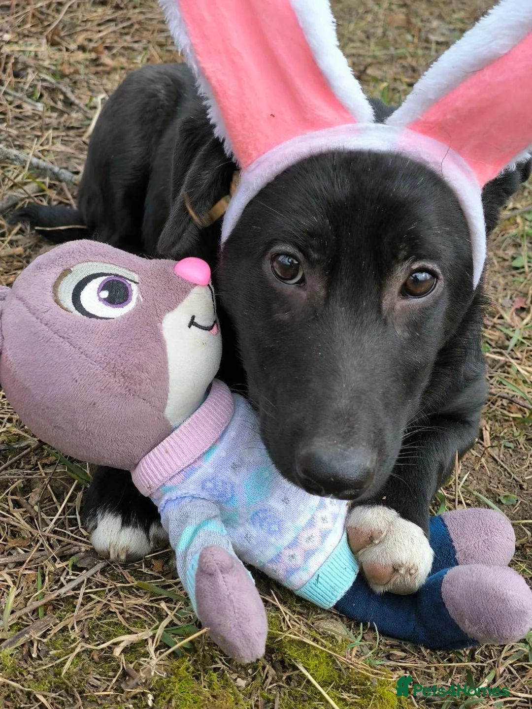 Mixed Breed dogs for adoption: ❤️🐶 MASHA – NOT FIRST TO RUN, FIRST TO LOVE 🐶❤️ - Advert 18