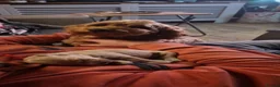 Mixed Breed dogs for sale: ADORABLE DOODLE PUPPIES – TAKING ENQUIRIES NOW!  - Advert 10