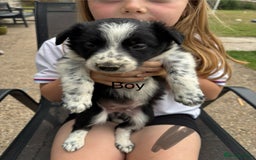 Border Collie dogs for sale: Border collie pups - Image 25