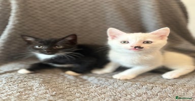Mixed Breed cats - Advert 7