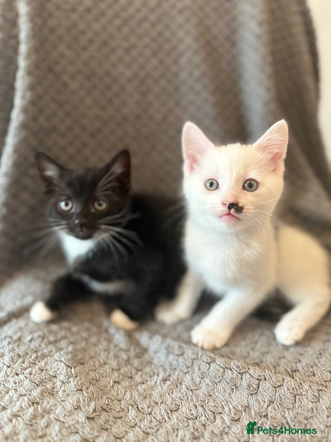Mixed Breed cats for sale: very friendly kittens looking for a new home - Image 2