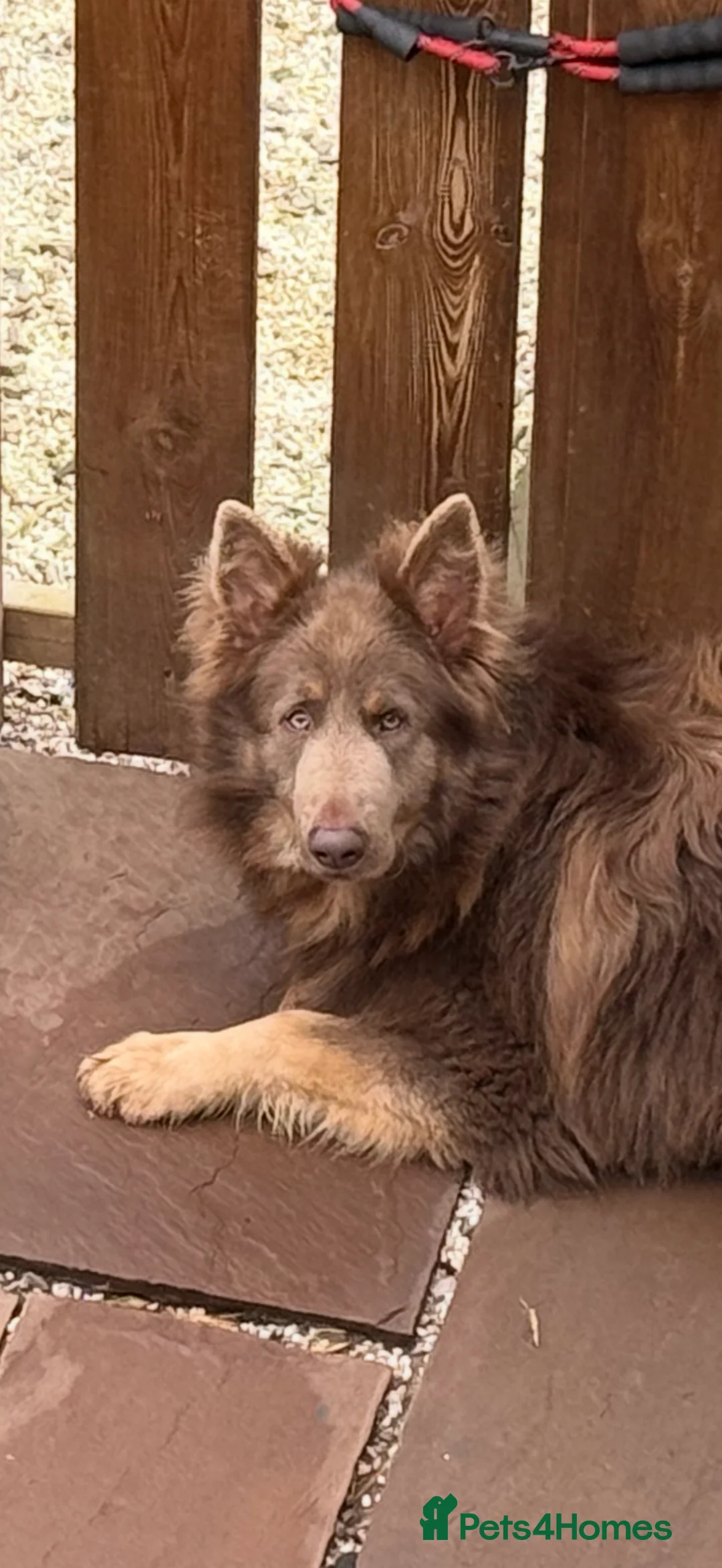 German Shepherd dogs for stud: Sabre, big strong straight backed DMclear male GSD in Stoke-on-Trent - Advert 23