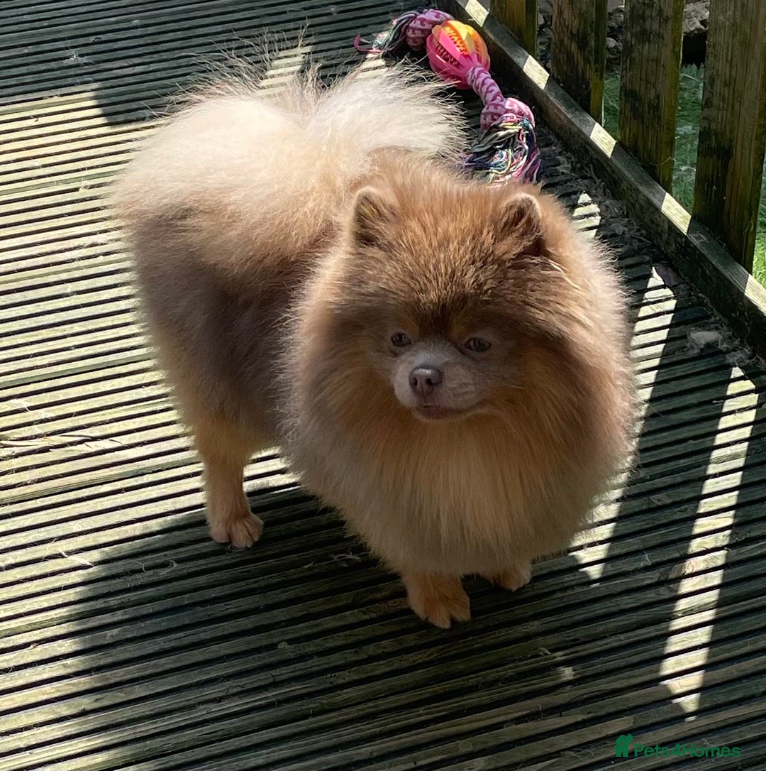 Pomeranian dogs for stud: 💜🧡Lilac & tan KC stud Benji champions in line  in Guildford - Image 3