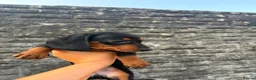 Miniature Dachshund dogs for sale: ⭐️READY NOW⭐️ Miniature Dachshund 9 week olds in Saint Helens - Advert 7