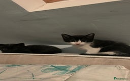 Mixed Breed cats for sale: Kittens for sale  - Image 6