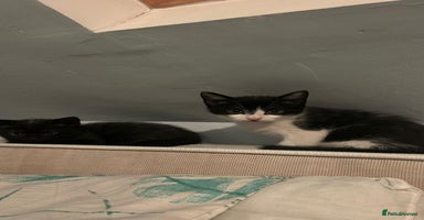 Mixed Breed cats - Advert 15