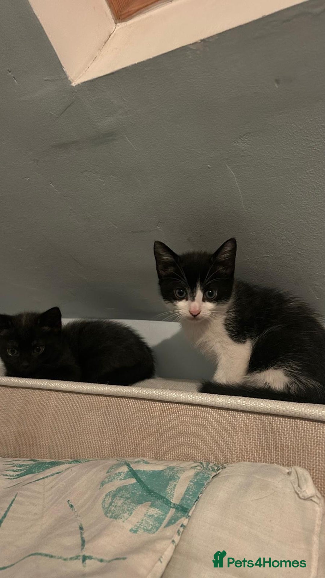 Mixed Breed cats for sale: Kittens for sale  - Image 6
