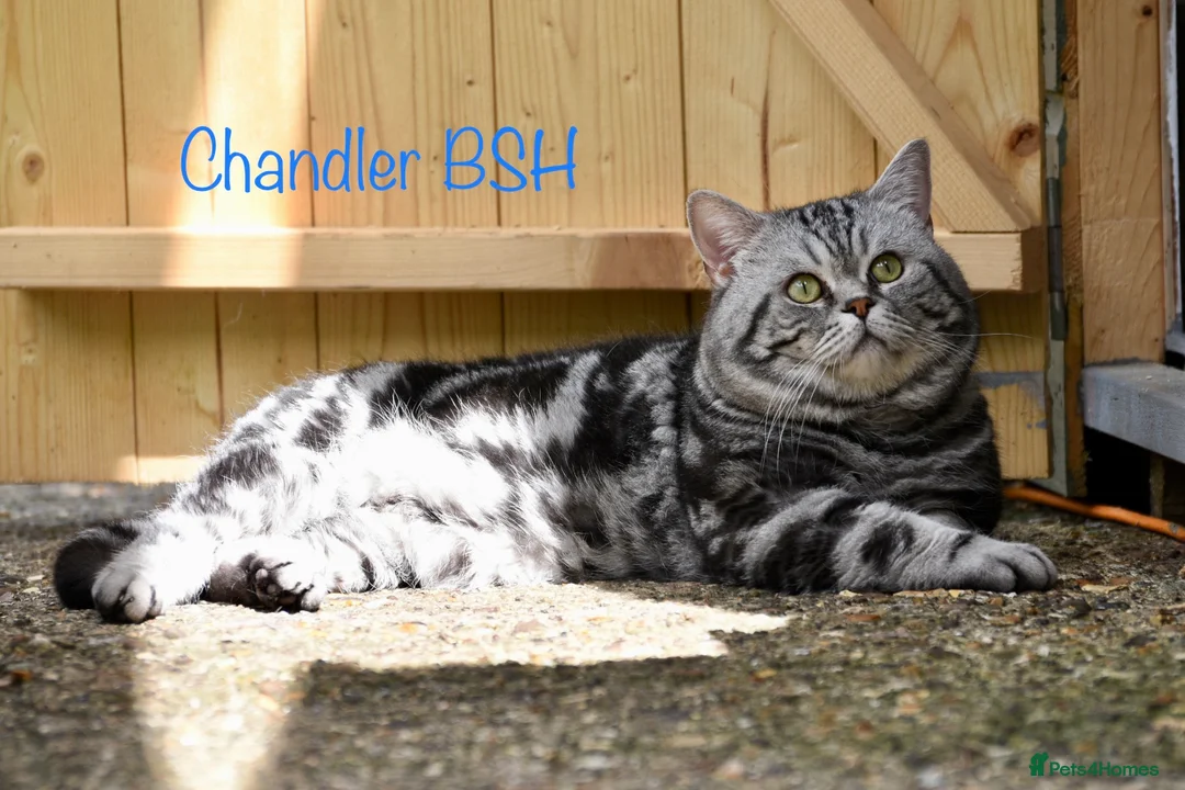British Shorthair cats for stud: Amazing European lines Classic Tabby BSH in Kettering - Advert 3