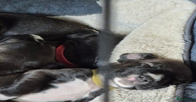 Mixed Breed dogs - Advert 2