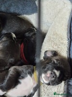 Mixed Breed dogs - Advert 2