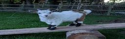 Goats livestock for sale: Pedigree Billy Goat - Advert 13