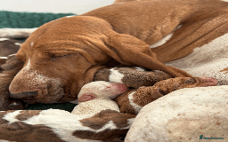 Bracco Italiano dogs for sale: Margot and Silvio's puppies have arrived!!   - Image 4