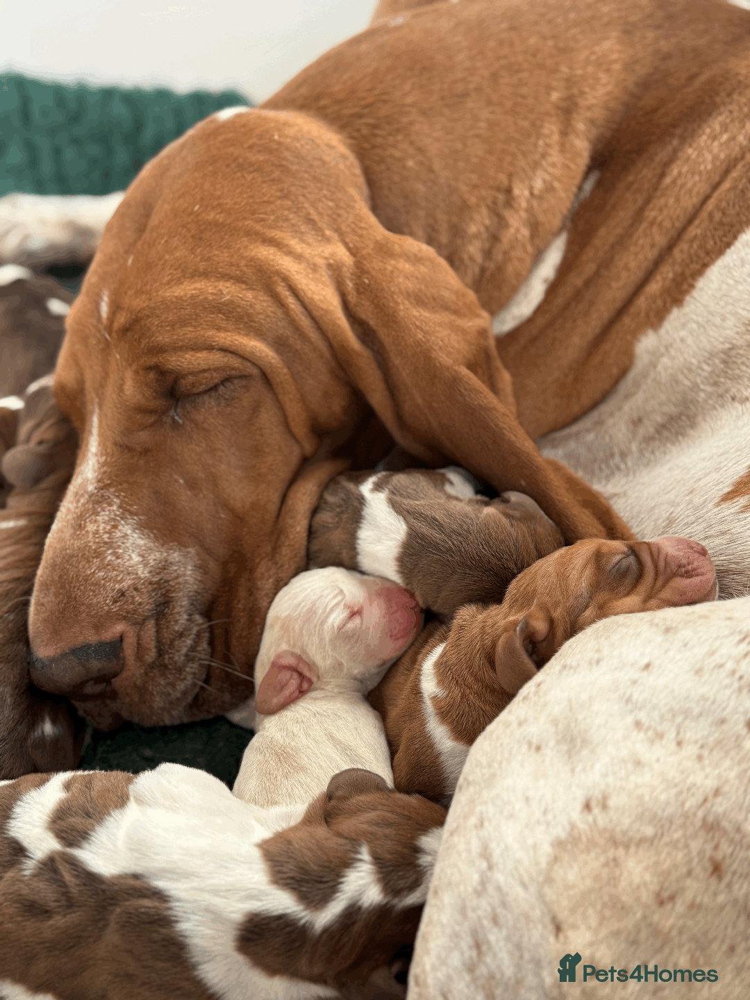 Bracco Italiano dogs for sale: Margot and Silvio's puppies have arrived!!   - Image 4