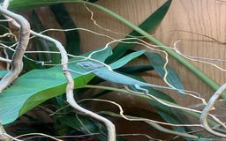 Chameleon reptiles for sale: Yemen Chameleon + Vivarium Setup Kit - Image 7