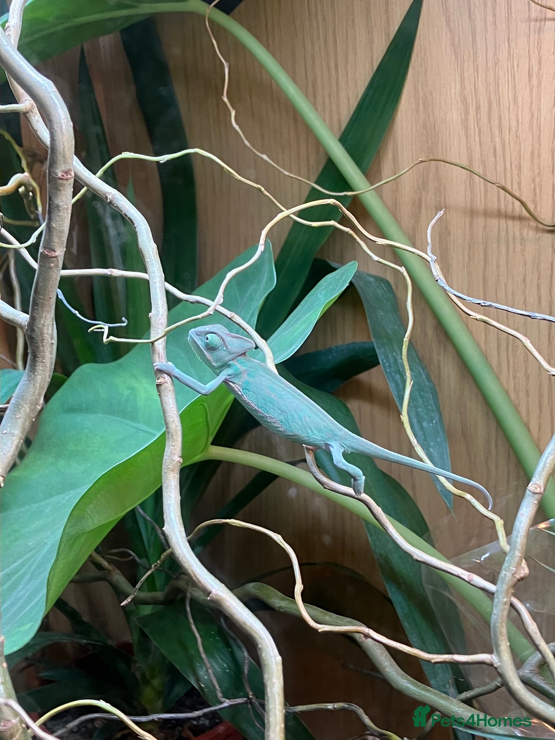 Chameleon reptiles for sale: Yemen Chameleon + Vivarium Setup Kit - Image 7