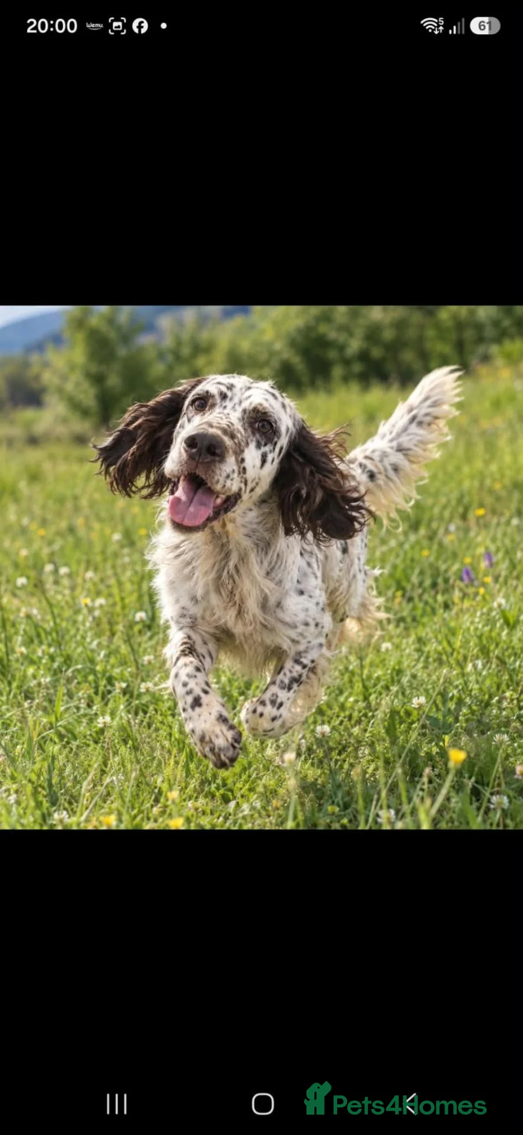 English Setter dogs for adoption: SETH! - Advert 2
