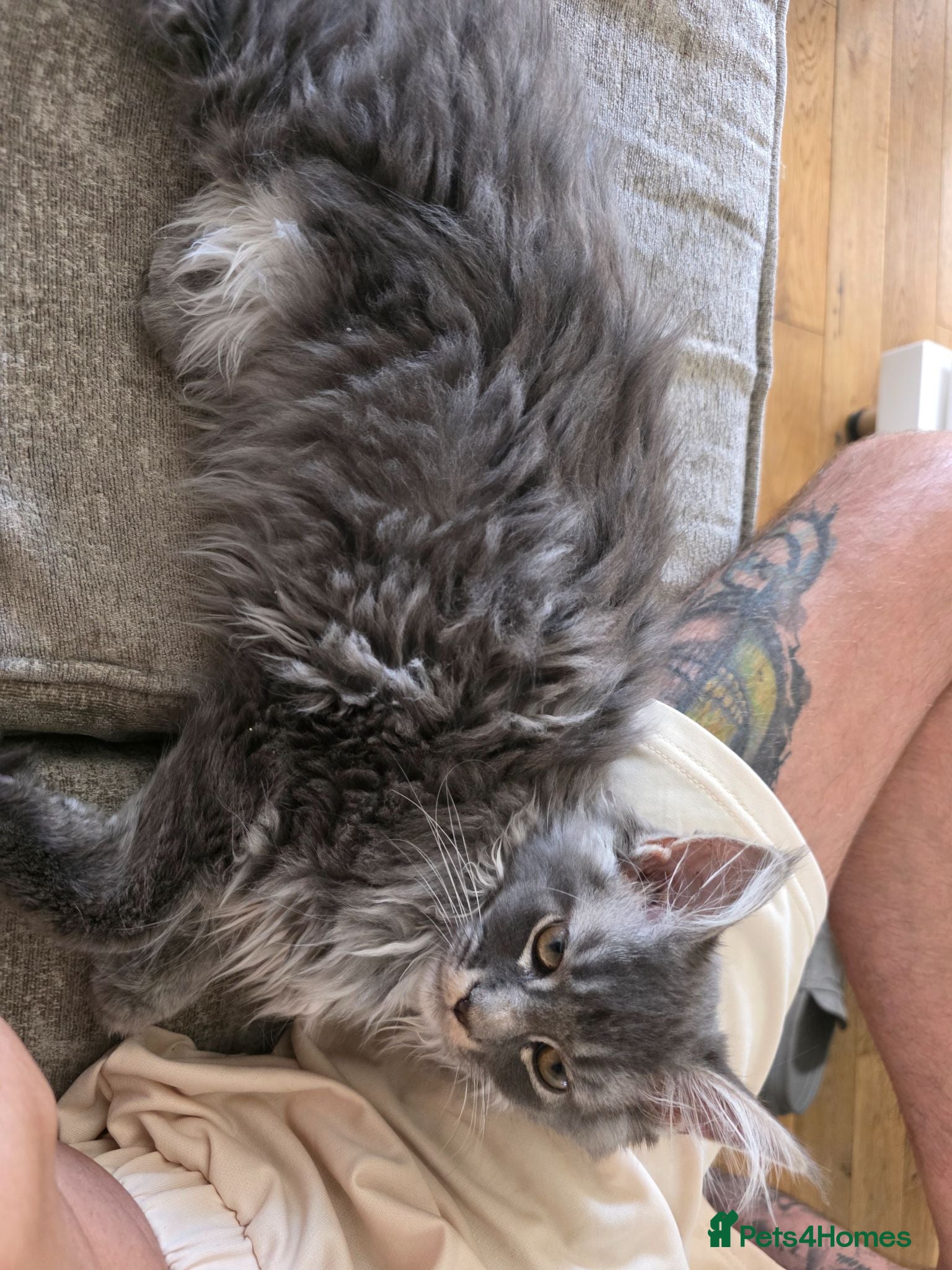 Maine Coon cats Ready now Stunning pure maine coons 1b 1g  - Advert 12