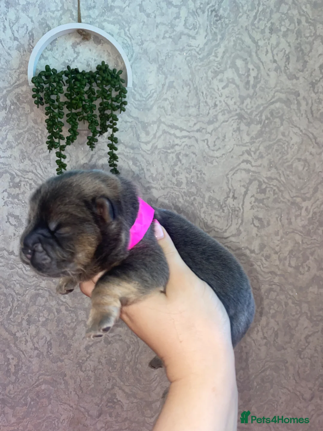 Chow Chow dogs for sale: OUTSTANDING chow chow litter  in Kidderminster - Advert 2