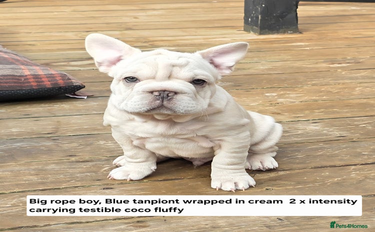 French Bulldog dogs - Advert 7