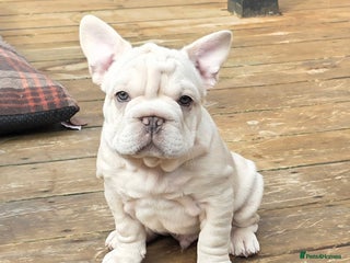 French Bulldog dogs - Advert 12