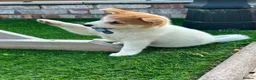 Japanese Shiba Inu dogs for sale: Japanese shiba inu puppies  - Advert 8