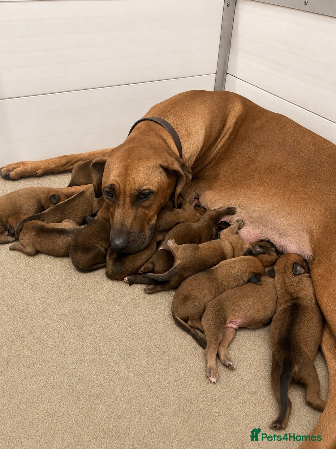 Rhodesian Ridgeback dogs European Champion Pedigree KC  - Advert 1