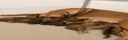 Rhodesian Ridgeback dogs for sale: European Champion Pedigree KC  in Retford - Advert 1