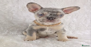 French Bulldog dogs - Advert 7