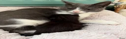 Mixed Breed cats for sale: Two beautiful Boy Kittens For Sale  - Advert 8