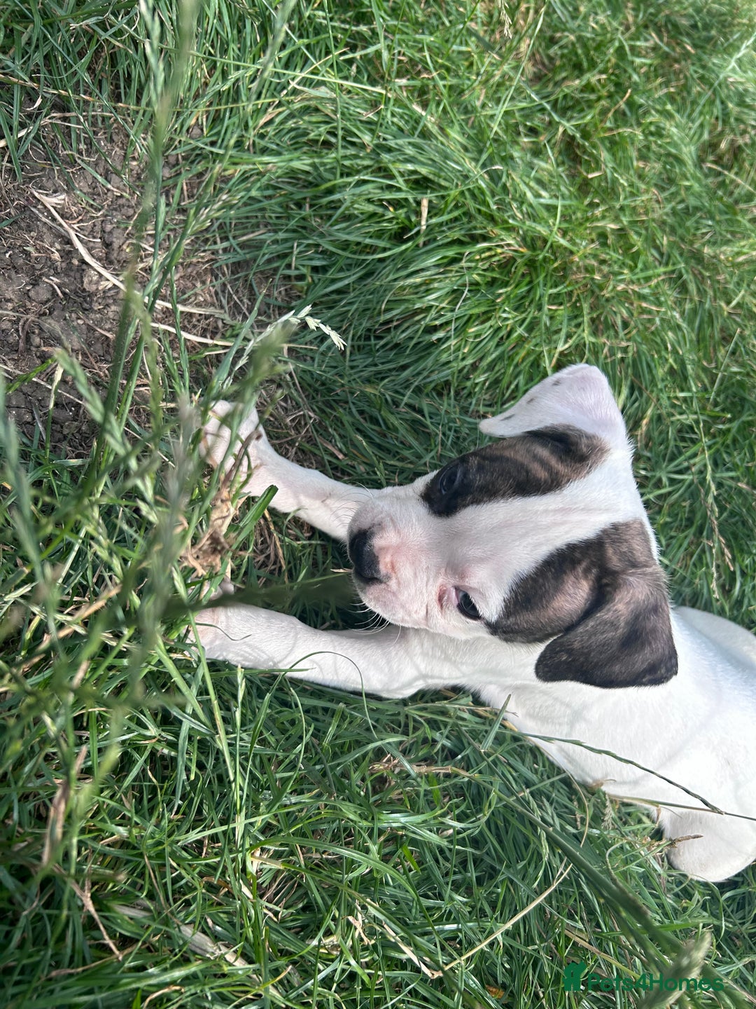 American Bulldog dogs for sale: Ready now Beautiful litter American bulldog puppy - Image 19