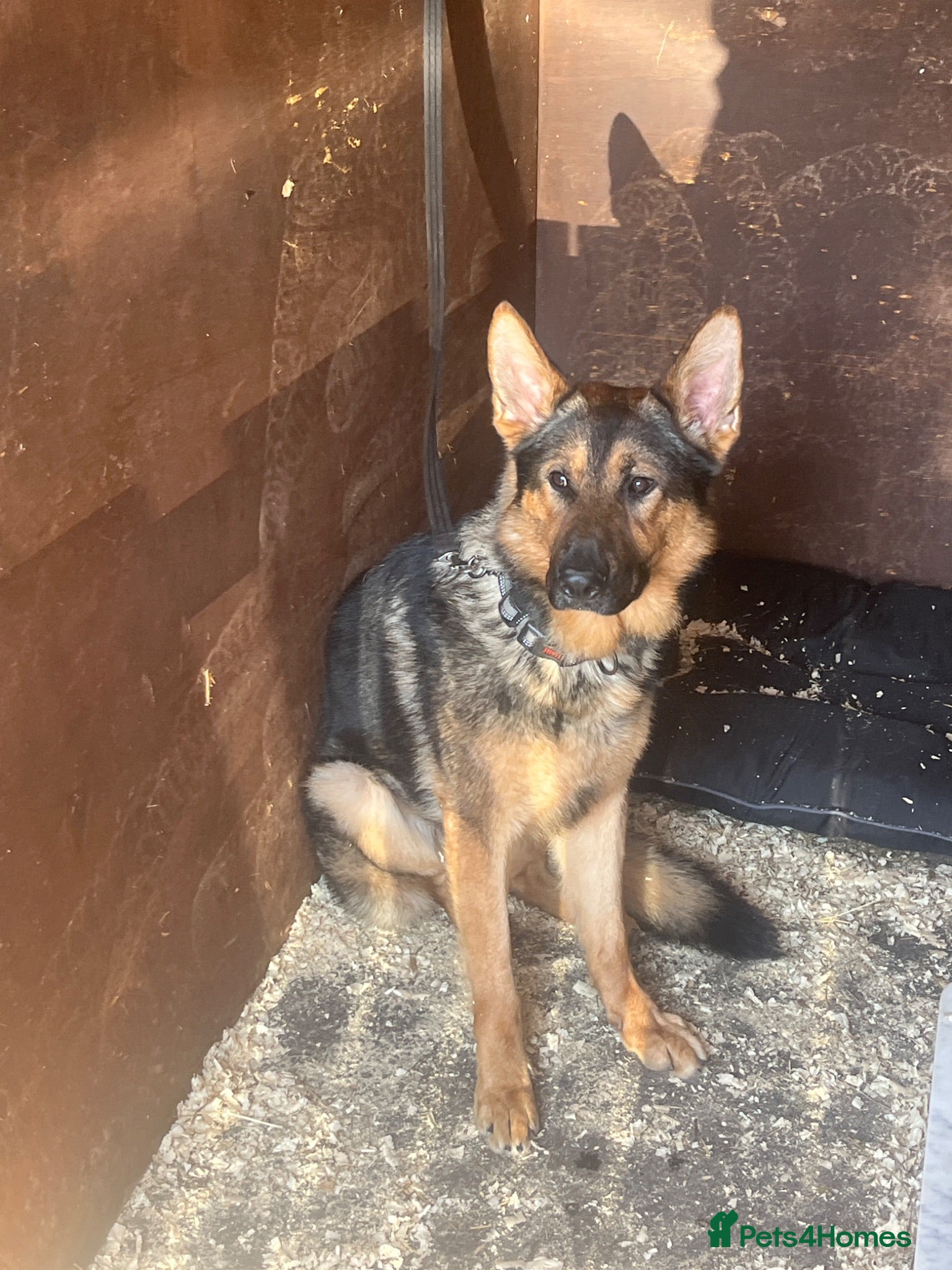 German Shepherd dogs 2 yr old german shepherd  - Advert 3