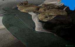 Netherland Dwarf rabbits for sale: netherland dwarf x minilop 5 black / brown rabbits - Image 15