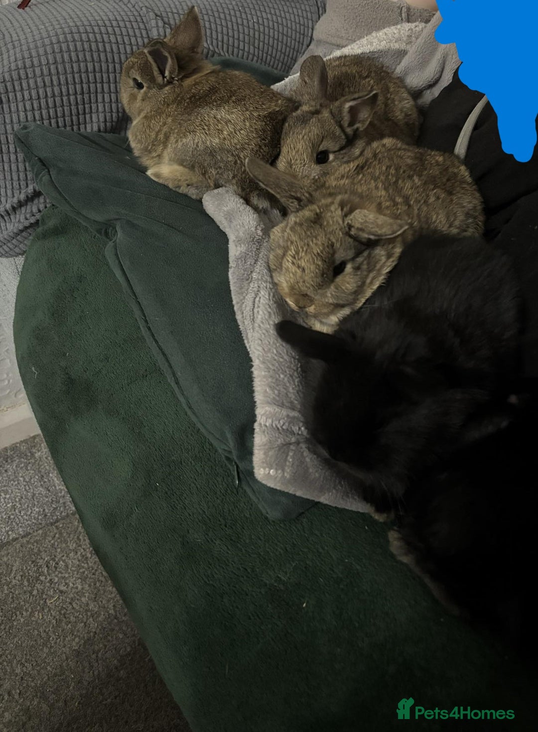 Netherland Dwarf rabbits for sale: netherland dwarf x minilop 5 black / brown rabbits - Image 15