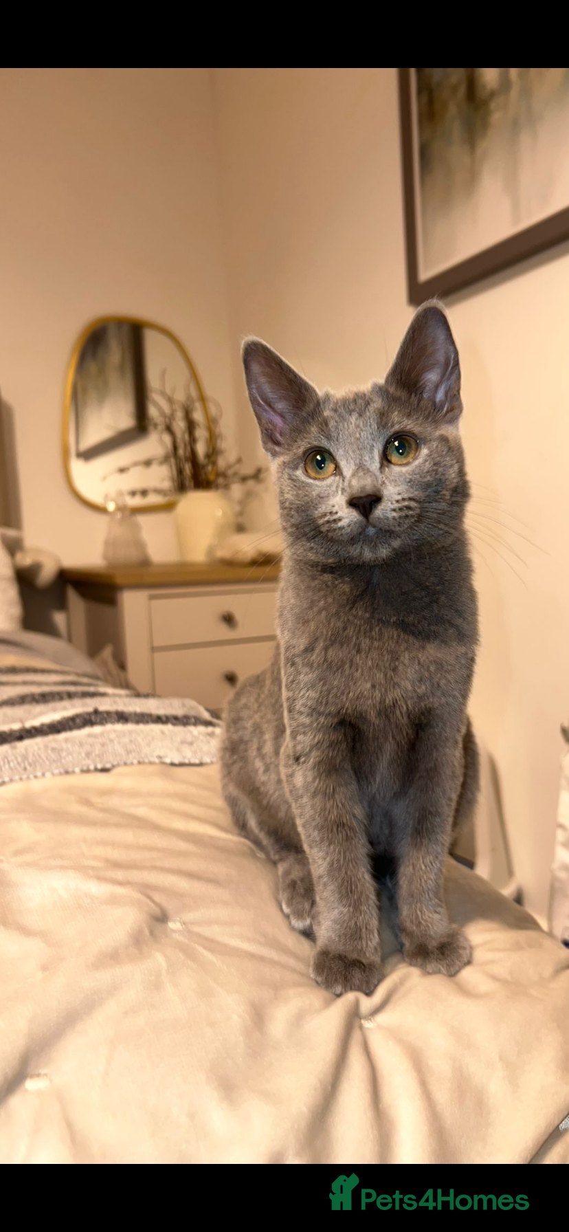 Russian Blue cats Gorgeous female Russian blue ready to go now - Advert 3
