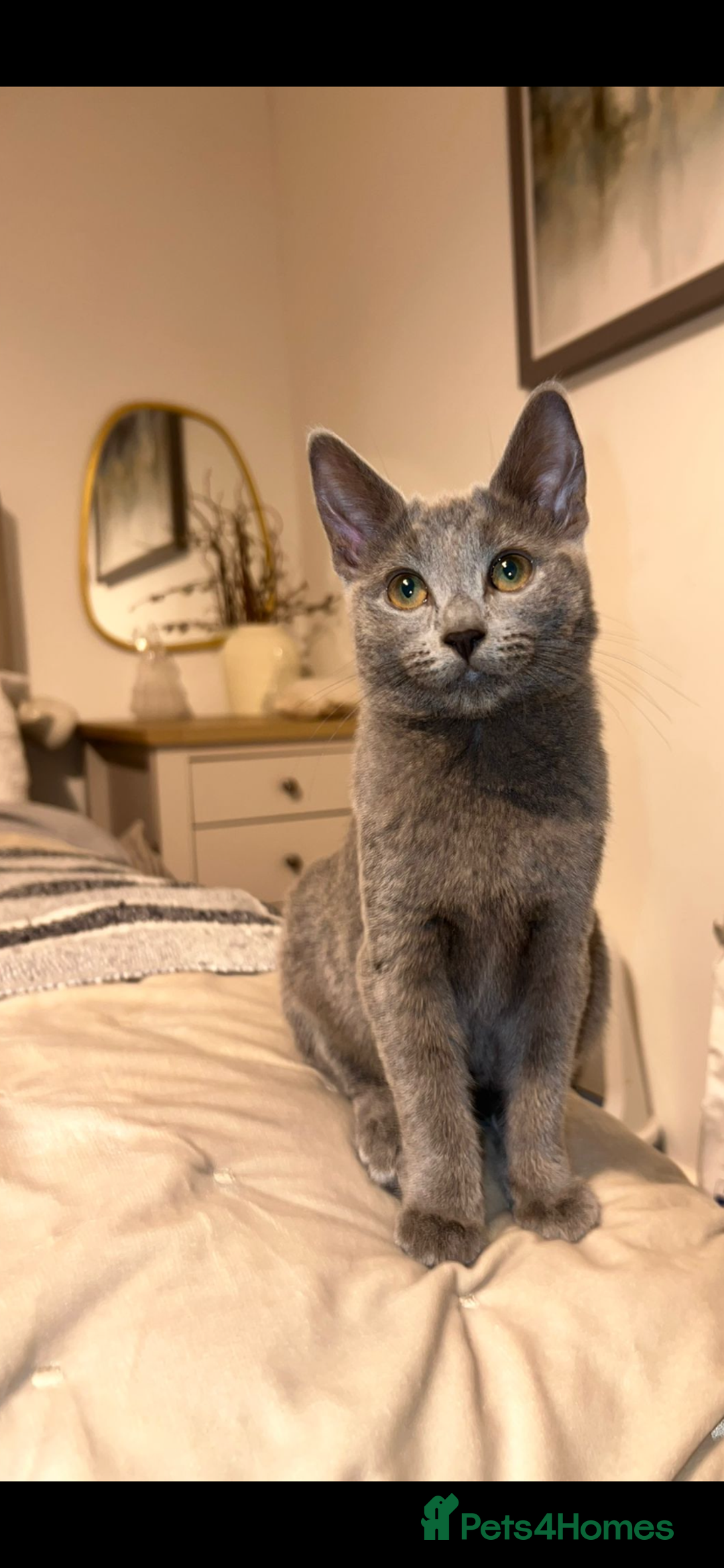 Russian Blue cats for sale: Gorgeous female Russian blue ready to go now - Advert 1