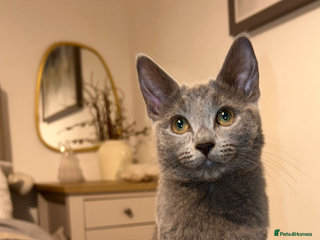 Russian Blue cats Gorgeous female Russian blue ready to go now - Advert 4