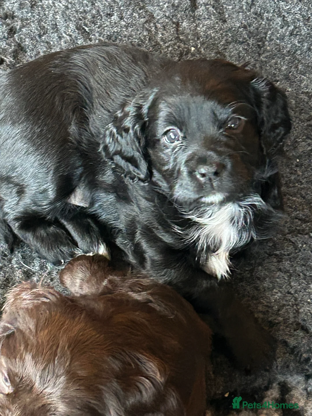 Mixed Breed dogs for sale: F1b Cocker Tzu Puppies - Advert 2