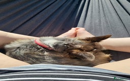 Mixed Breed dogs for sale: Coco  - Image 2