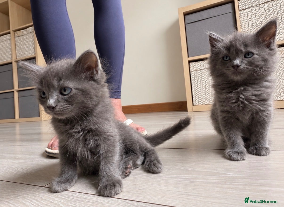 Ragdoll cats 2 stunning solid blue ragdoll cross kittens - Advert 1