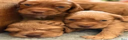 Cocker Spaniel dogs for sale: KC registered cocker spaniel puppies  - Advert 2