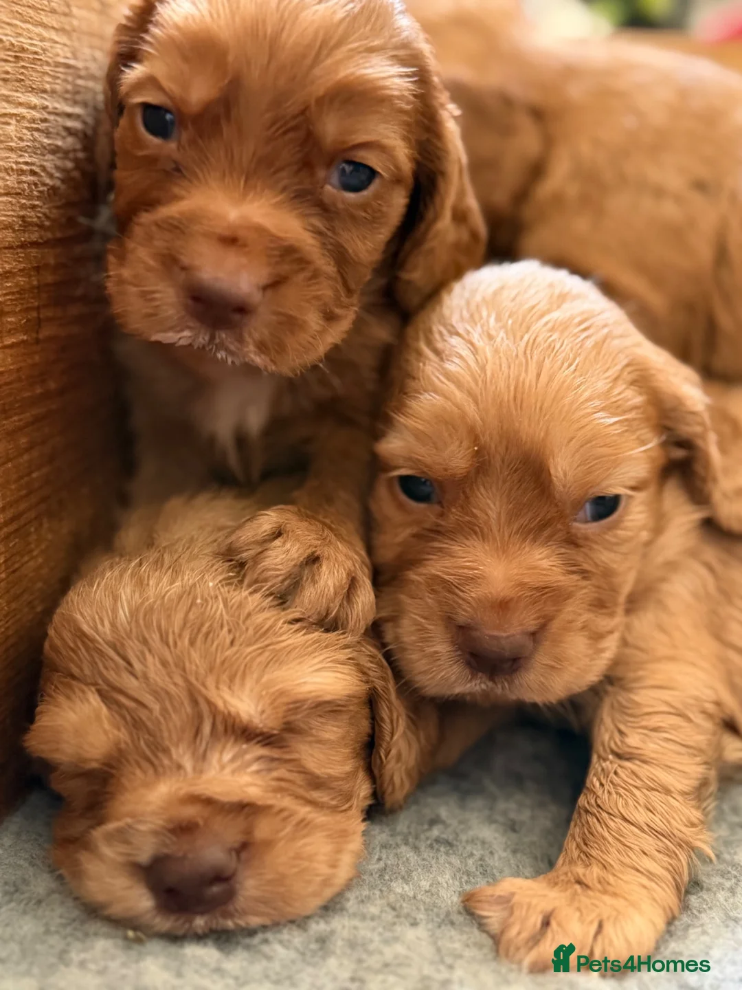 Cocker Spaniel dogs for sale: KC registered cocker spaniel puppies  - Advert 2
