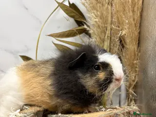 Guinea Pig rodents Guinea Pigs For Sale 🩵 - Advert 3