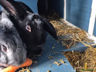 Mixed Breed rabbits 2 female rabbits need rehoming - Advert 1