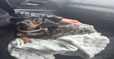 Dachshund dogs - Advert 15