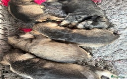 Miniature Schnauzer dogs for sale: Miniature schnauzers pups - Image 5